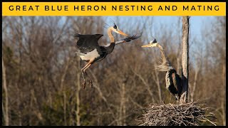 Great Blue Heron Nesting and Mating Behavior [upl. by Amaj]