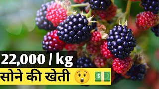 why BILLIONAIRE 💰 💵 Farmer WANTS TO NEVER SHARE THIS TECHNOLOGY ll Blackberry Farming in India 🇮🇳 ll [upl. by Omero]