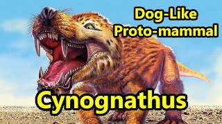 Cynognathus The Giant DogLike Cynodont of the Triassic Period [upl. by Llevra]