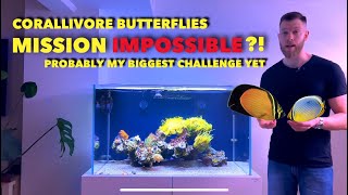 Project Keeping obligate corallivore butterflyfish in a reef tank  impossible [upl. by Hezekiah]