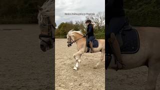 Erster Außengalopp🤯 pferd pferde equestrian [upl. by Ursala]