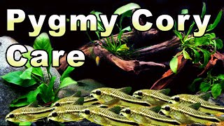 Want a Tiny Cory Catfish Check Out the Pygmy Cory Cat Care and Breeding [upl. by Nahgiem991]