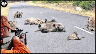 How Florida Farmers Deal With Millions Of Baboons Attack The City  Farming Documentary [upl. by Barsky]