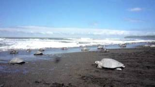 Playa Ostional Costa Rica Olive Ridley sea turtle nesting quotArribadaquot [upl. by Egin]