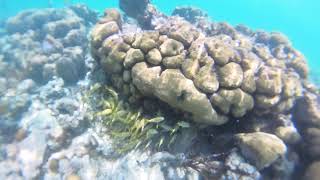 Snorkeling with the boys in Akumal Bay [upl. by Ynnal]