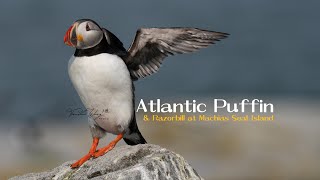 Birding Diary Atlantic Puffin amp Razorbill at Machias Seal Island [upl. by Sucramel]