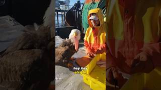 Fisherman Feeds Bald Eagle in Exchange for Friendship🥹😅 animals [upl. by Brad306]