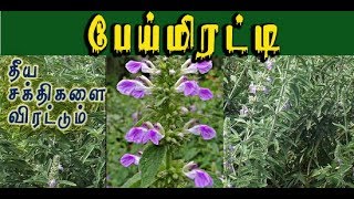 Anisomeles malabarica பெருந்தும்பை எ பேய் மிரட்டியின் வைத்தியம் [upl. by Riancho]