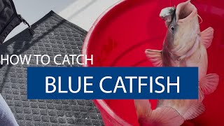 How to Catch Blue Catfish [upl. by Idell]