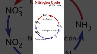 Nitrogen Cycle amp Bacteria microbiology [upl. by Arret]