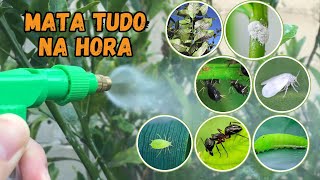 INSETICIDA CASEIRO PARA PLANTAS USANDO SÓ 1 INGREDIENTEMATA TUDOPULGÃO COCHONILHA… [upl. by Auhsej]