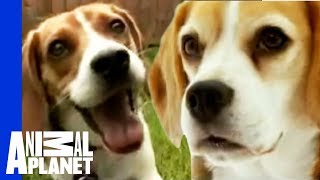 The Beloved Hound The Beagle  Dogs 101 [upl. by Alekat]