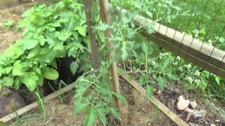 Identifying Tomato Leaf Distortions and Herbicide Damage  The Rusted Garden 2103 [upl. by Sirromal]