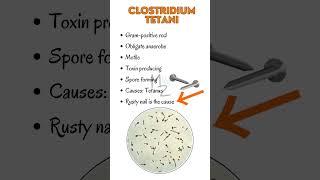 Clostridium tetani causes tetanus  Lockjaw tetanus clostridium [upl. by Bobbie80]