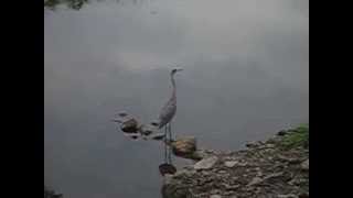 Heron Call [upl. by Carolee]