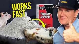 Killing Rats at Home with Plaster and Baking Soda  This works FAST [upl. by Bianca]