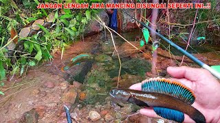 MENGERIKAN Hati Hati Kalo Mancing Ikan Channa Limbata Disungai Seperti Ini [upl. by Notlem134]