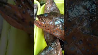 Lapu lapu isda sariwa may mataas na presyo sa market [upl. by Llevert]