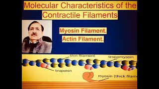 Molecular Characteristics of the Contractile Lectures by Dr Alamzeb [upl. by Simonette]