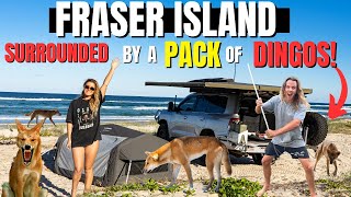 SCARY DINGO ENCOUNTER ON FRASER ISLAND  Kgari  Trip of a lifetime 4x4 beach camping amp Fishing [upl. by Apgar]