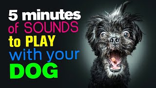 5 MINUTES of SOUNDS to PLAY with your DOG [upl. by Allerie322]