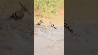 Hoopoe birdsofinstagram birdslover birdsounds birdsoftheworld shorts viralvideos birdsong [upl. by Sivrep336]