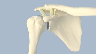 Evaluating Acromioclavicular Injuries [upl. by Amalee]