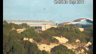 Malta Shooting at raptors in TalVirtu near the Presidential Palace 23 24 September 2011 [upl. by Goodyear558]