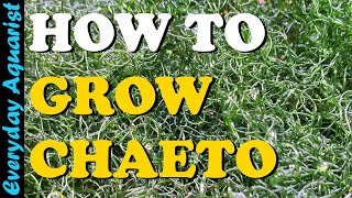 3 Reasons your CHAETO is DYING  How To Grow Chaetomorpha in a Sump Refugium [upl. by Roach]