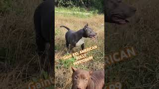 INDIAS BIGGEST XXL AMERICAN BULLY PUPPY 🐶 xxlamericanbully xxlbully shorts puppy viralvideo [upl. by Fortunio294]