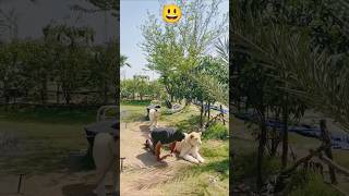 Boy playing Game With Lion😃llgames funny wildlife park shortvideo animals [upl. by Idette619]