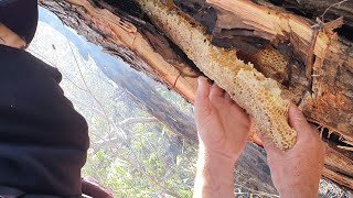 ASSOMBROSO😱🍯🍯ABELHA BRUTA COM MAIS DE 20 LITROS DE MEL 😱🍯 BOTOU PRA CORRER😱🍯 abelhas youtube [upl. by Brennen]