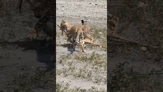 cheetah cubs a masterclass in hunting [upl. by Epperson]