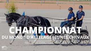 Championnat du monde FEI dattelage Jeunes Chevaux 2023 [upl. by Onaireves]