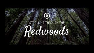 California Redwoods Jedediah Smith Redwoods State Park [upl. by Surbeck529]