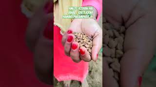 Kisi raah me kisi mod par kahin chal na dena tum chhod kar mereHumsafar Gram farming  चने की खेती [upl. by Ailil359]