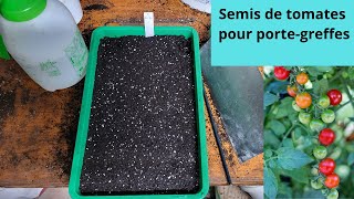 Semis de tomates pour portegreffes [upl. by Acceb]