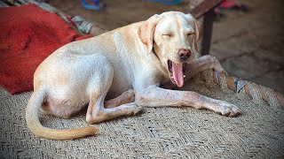 LABRADOR BUFE IS LIVE shortvideos shorts ytshorts [upl. by Anilosi]