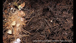 Composting Pine Needles  Amazing Results Part 1 [upl. by Atterahs50]