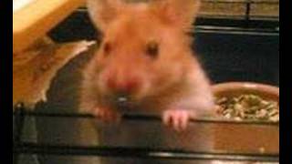 harry the hamster rap 2 SWEARING [upl. by Scheers]