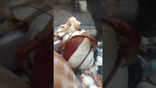 Amazing time lapse of hermit crab changing shells [upl. by Anniala]