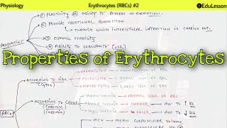 Physiology of Erythrocytes RBCs  27  Properties of RBC [upl. by Zedekiah]