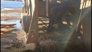 Livestock Trailer Restoration Pt1  Floor Tear Out Welding and New Floors [upl. by Leunamesoj]