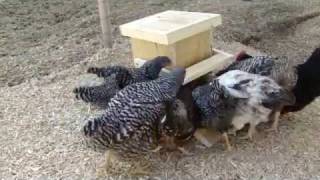 Automatic Chicken Feeder [upl. by Gale]