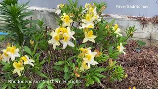 Rhododendrons in the northern Urals [upl. by Atiuqehs]