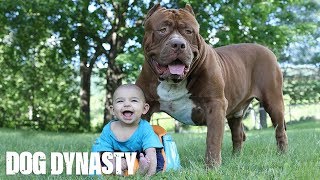 Giant Pit Bull Hulk amp The Newborn Baby  DOG DYNASTY [upl. by Leunammi]