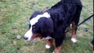 Steroid Responsive Meningitis Arteritis SRMA in young Bernese Mountain Dog [upl. by Ydnas]