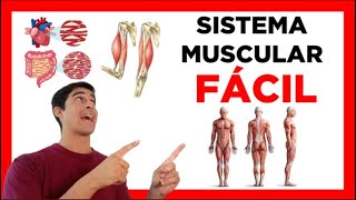 ✅SISTEMA MUSCULAR FACIL funciones clasificación partes Fisiologia y Anatomia [upl. by Alomeda]