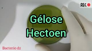 Gélose hectoen [upl. by Joellen]