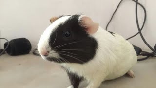 Guinea pig popcorning in slow motion [upl. by Ullund220]